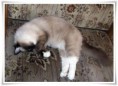 /album/kitty/kitty-201409191-jpg/
